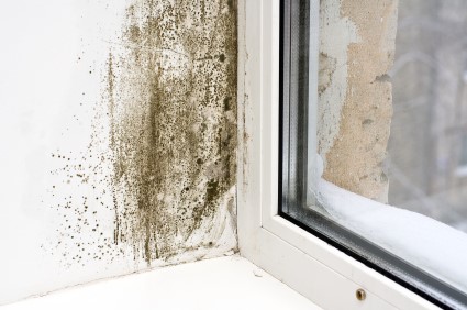 Mold Removal in Green Brook by Atlas Water Damage Restoration LLC