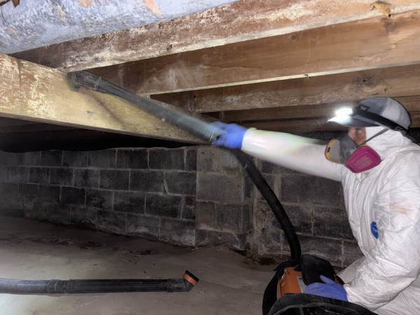 Mold Removal